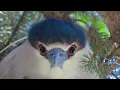 Finding Minnesota Fergus Falls Rookery