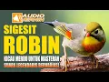 Download Lagu SUARA LEGENDARIS BURUNG ROBIN GACOR  | TERAPI RELAKSASI PANCINGAN DAN MASTERAN AMPUH