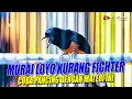 Download Lagu MURAI KURANG FIGHTER !! coba pancing dengan materi ini 99,9% ampuh mendongkrak emosi | shama bird
