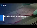 Melanocytes derivation from Pluripotent stem cells Protocol