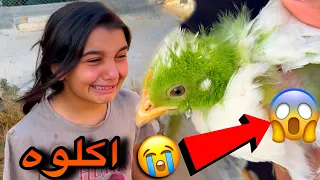 دبسي عضته البزونه😭💔