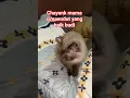 Lagu Chayank mama cimaendut yang baik hati #shortvideo #cat #kucinglucu #kucing #catlovers#youtubeshorts