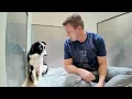 It s rare to see this dog breed at the shelter and more bizarre as to how he got here