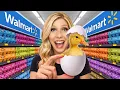 Hatching Grocery Store Eggs As Pets Brianna