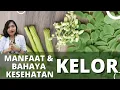 Download Lagu MANFAAT DAN BAHAYA KELOR UNTUK KESEHATAN | dr.Emasuperr