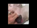 Download Lagu Mast cell tumor excision on the scrotum of a pit bull dog with laser- MCT tumor