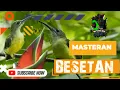Download Lagu GURU VOCAL PIJANTUNG PISANG ‼️ TEMBAKAN RAPAT DAN BESETAN COCOK UNTUK MURAI BATU DAN CUCAK IJO