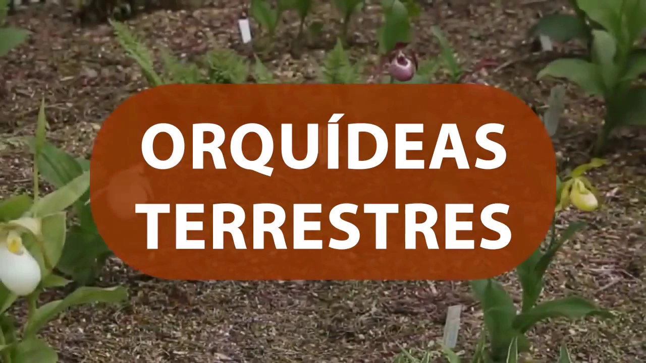 TIPOS DE ORQUÍDEAS TERRESTRES