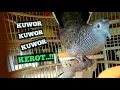 Download Lagu PERKUTUT KEROT \u0026 KUWOR‼️Melatih NENTAL \u0026 BIRAHI