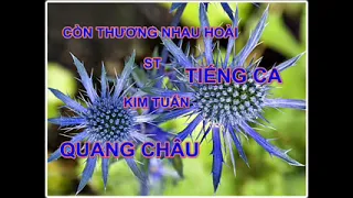 Còn Thương Nhau Hoài St Kim Tuấn