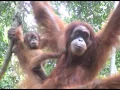 Download Lagu Jungle trek in Sumatra: face to face with orangutans