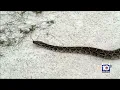 Here s how you can sign up for Florida s 11th annual Python Challenge