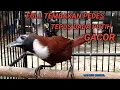 FULL TEMBAKAN PEDES TEPUS LEHER PUTIH GACOR
