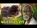 Dr Sebi Talks About Wild Rice and Rye Benefits