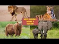 Download Lagu WILD ANIMAL PICTURES for Babies - With Sounds and Names!
