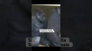 Silverback Gorilla Loves To Sniff His Female Gorilla Silverback Shabani 