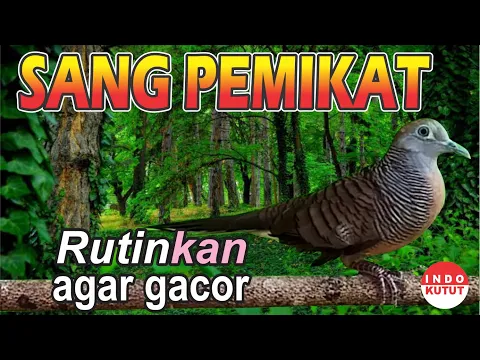 Download MP3 Perkutut Lokal Alam Gacor - irama sang pemikat bikin ribut