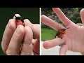Download Lagu IMUT DAN MENGGEMASKAN...!!! Inilah 10 Burung Terkecil di Dunia