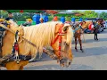 Download Lagu NAIK KUDA DELMAN ~ ONDEL² - BADUT JOGET - CICAK CICAK DI DINDING - POTONG BEBEK ANGSA - ANAK KUCING