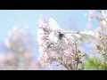 Dan Gibson’s Solitudes - What a Wonderful World | Somewhere over the Rainbow