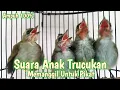 Download Lagu SUARA Anak Trucukan untuk pikat Memanggil Induknya || Ampuh Untuk Pikat trucukan liar