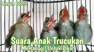 Download SUARA Anak Trucukan untuk pikat Memanggil Induknya || Ampuh Untuk Pikat trucukan liar MP3