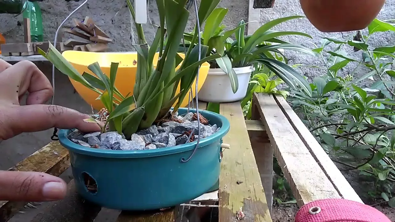 ORQUÍDEA COELOGYNE FLÁCIDA (ADUBAÇÃO)