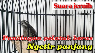 pelatuk beras gacor ngetir panjang