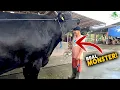 Lagu Full Penimbangan Sapi QurbanJumbo Kandang BTM, Turun Naik Tetap Transparan ‼️