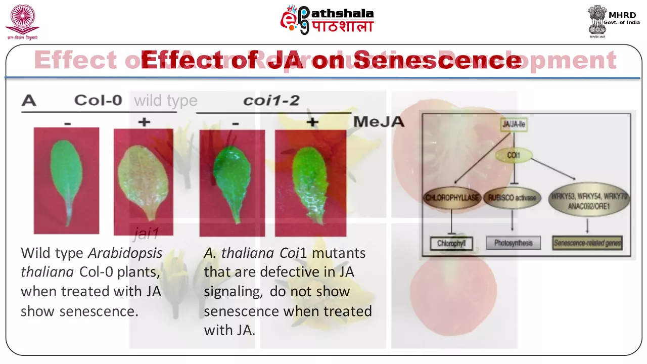 Jasmonic Acid: Plant Hormone Biosynthesis, Signaling, and Defense Roles
