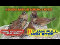 Download Lagu SUARA BURUNG EMPRIT/PIPIT ANAKAN | ❗1JAM NON STOP
