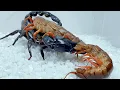 Download Lagu 巨型蜈蚣vs蝎子 史诗级战斗 Giant centipede vs scorpion,Epic battle,Centipedes prey on Heterometrus spinifer
