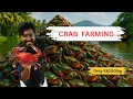 Download Lagu South India’s 🇮🇳 Largest Crab 🦀 Farming | Agrotill | Modern Crab 🦀 Farming #farming