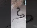 Download Lagu अजगर सांप 😱 #shortvideo #snake #azgar #tiktok #shorts #cobra #kingcobra #animals #viral #saanp