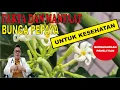 Download Lagu MANFAAT BUNGA PEPAYA UNTUK KESEHATAN DAN CARA MENGOLAHNYA