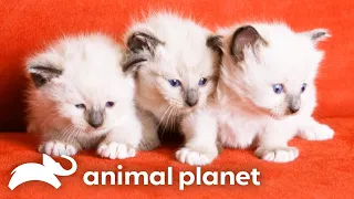 Siamese Kittens Adorable Christmas Antics Too Cute Animal Planet