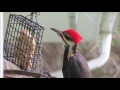 Download Lagu Pileated Woodpecker Call