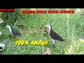 SUARA RUAK RUAK JERNIH, 100% AMPUH