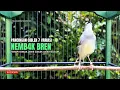 Lagu suara burung CIBLEK GACOR NGEBREN Pancingan Ciblek Semi bahan jadikan ciblek kristal gacor Tarung