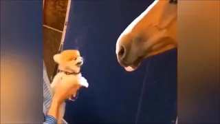 animal funny video