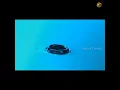 Water drop sms💕||Notification||sms ringtone💗