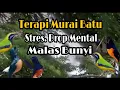 Download Lagu TERAPI MURAI BATU , STRES..DROP MENTAL ,MALAS BUNYI,,AGAR BUNYI KEMBALI,,BANGKIT LAGI MENTAL NYA