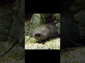 Download Lagu West African Lungfish and Roman's Saw-Scaled Viper