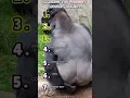Download Lagu 🐒RANKING THE FUNNIEST MONKEY MOMENTS🐒