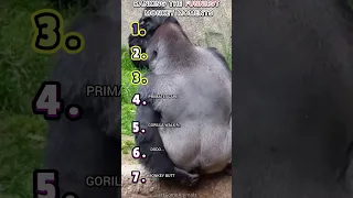 RANKING THE FUNNIEST MONKEY MOMENTS 