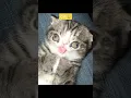 What animals look like with Down syndrome