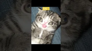 What animals look like with Down syndrome