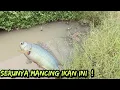 Download Lagu MANCING IKAN BETOK UMPAN CACING 