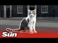Larry the Downing Street cat’s best moments