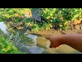 Download Lagu Mantap‼️jangankan anda,saya saja gak nyangka kalau parit sedangkal ini ikannya besar besar